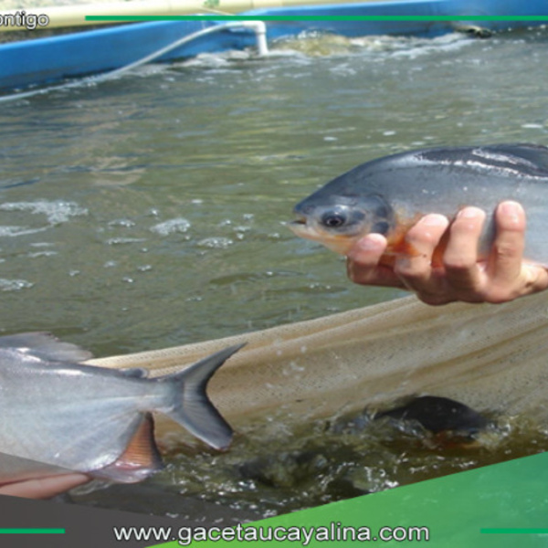 Revolucionan crianza de peces amazónicos con tecnología de punta