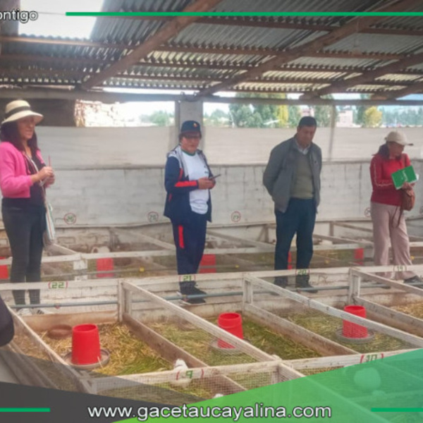 Midagri impulsa innovación en crianza de cuyes con millonaria inversión