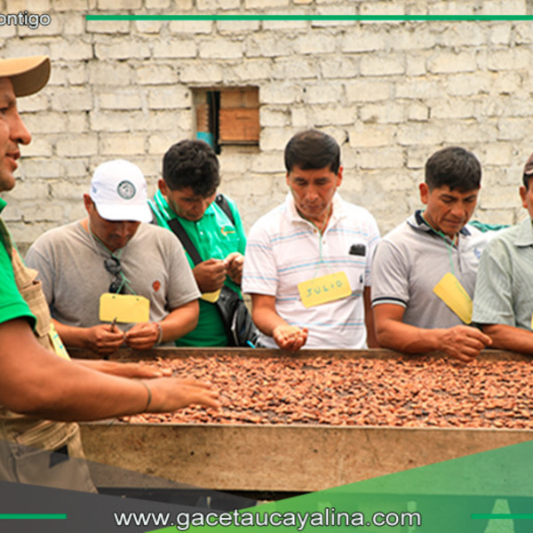 Productores de Puno, Cusco y Madre de Dios intercambian experiencias agrícolas en el Vraem