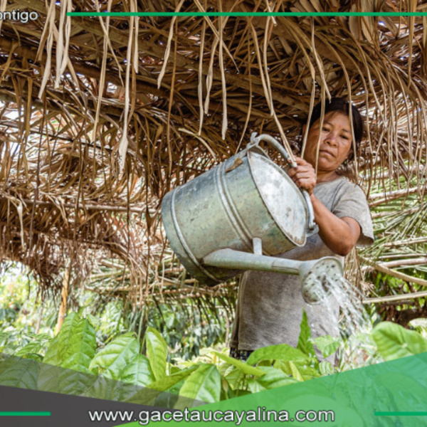 MINAM invierte S/ 49.8 millones en proyectos productivos para preservar la Amazonía