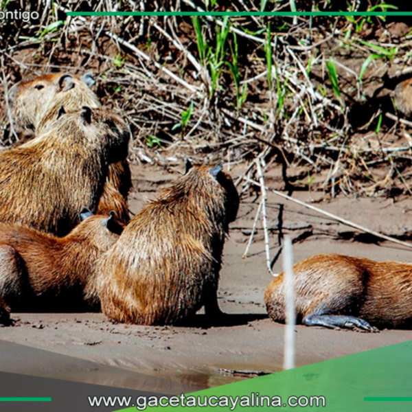 El capibara o ronsoco, el roedor amazónico que encanta al mundo