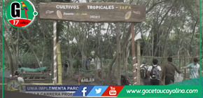 Estudiantes de IAFA-UNIA crean parcelas demostrativas de cultivos tropicales.