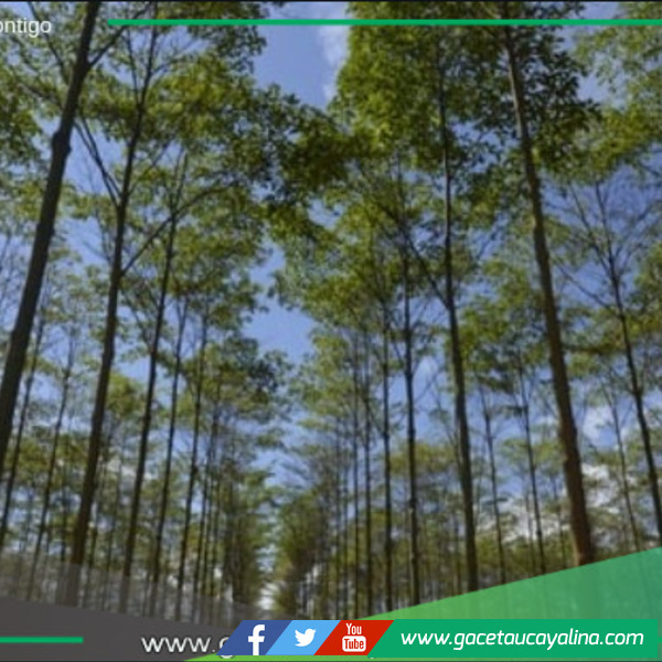 Ucayali Registra Avances Significativos.