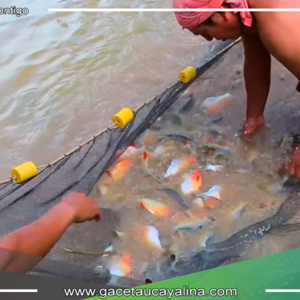 Capacitación y Acompañamiento: Pisicultores de Sepahua Mejoran Producción de Peces bajo la Gestión del Alcalde Salcedo Ríos