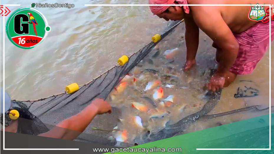Capacitación y Acompañamiento: Pisicultores de Sepahua Mejoran Producción de Peces bajo la Gestión del Alcalde Salcedo Ríos