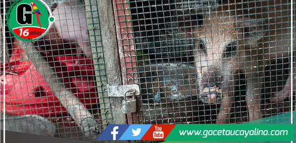 Operativo de prevención en Atalaya: Retiran cerdos de huertas ante riesgo infeccioso y molestias a vecinos