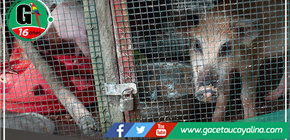 Operativo de prevención en Atalaya: Retiran cerdos de huertas ante riesgo infeccioso y molestias a vecinos