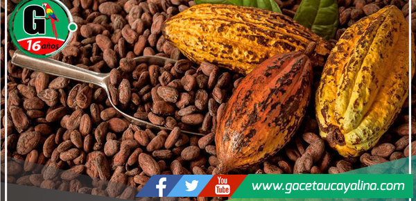 La cuna del cacao, redescubierta en la Amazonía peruana