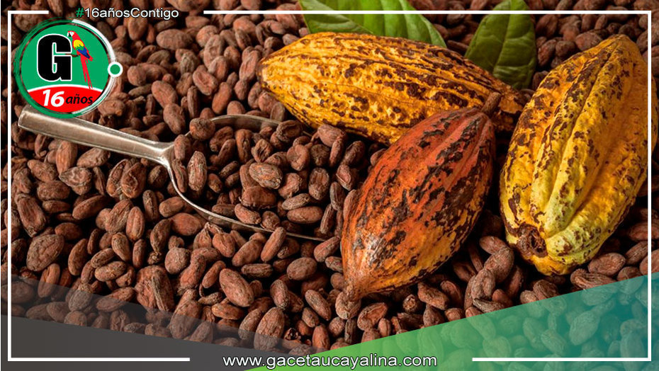 La Cuna Del Cacao Redescubierta En La Amazon a Peruana Gaceta 