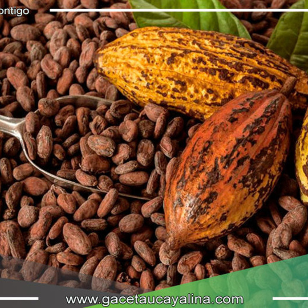 La cuna del cacao, redescubierta en la Amazonía peruana
