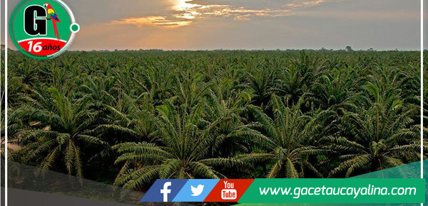La palma aceitera, líder en el desarrollo de la Amazonía Peruana
