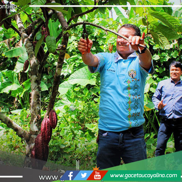 Municipalidad de Tahuania fortalece capacidades de productores cacaoteros con importante iniciativa