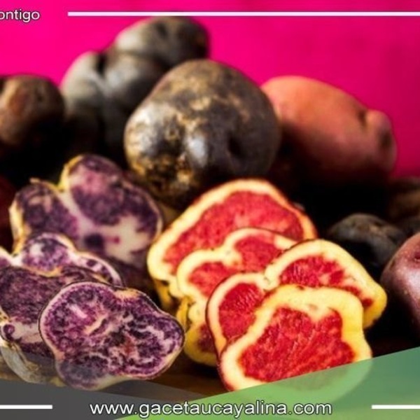 Productores de papa en Huánuco venden toneladas directamente a Inca Crops