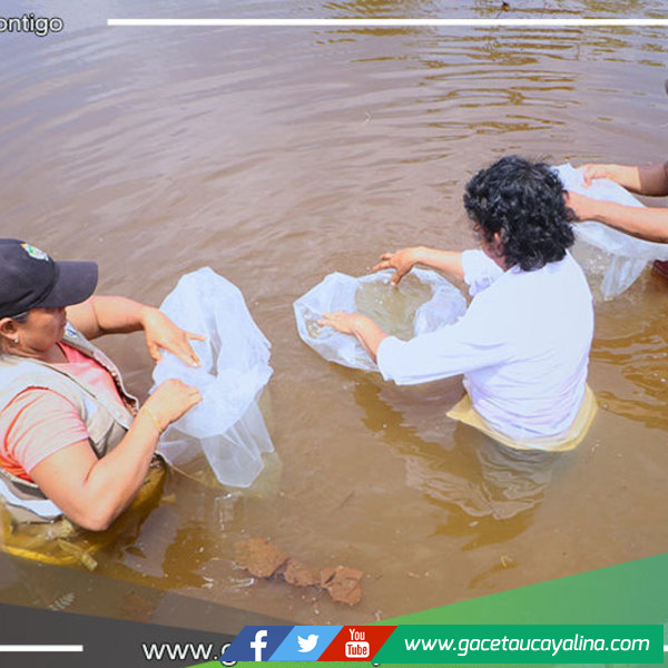 Gobierno Regional de Ucayali entrega 5 mil alevinos de gamitana en Tahuania