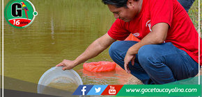 Alcalde de Sepahua lidera siembra de 2500 alevinos de la especie PACO