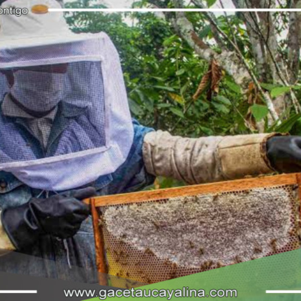 Muerte masiva de abejas preocupa a apicultores en Moyobamba