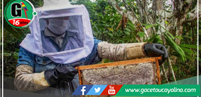 Muerte masiva de abejas preocupa a apicultores en Moyobamba