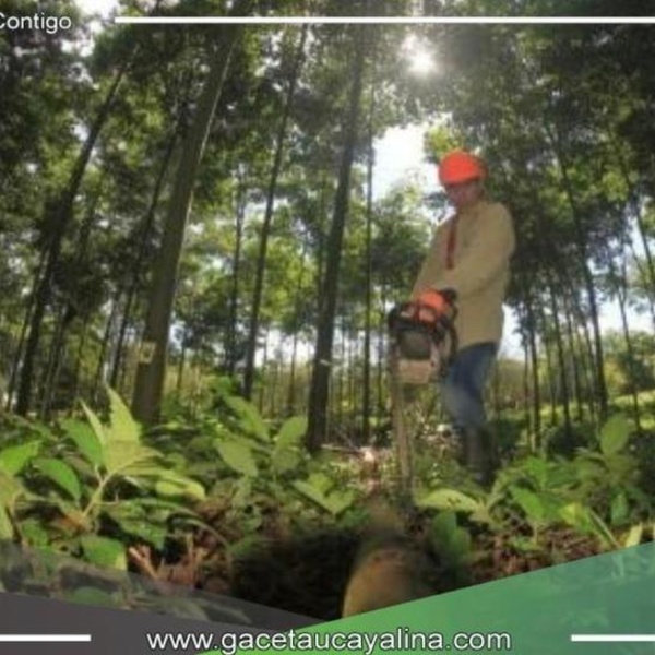 Intercambiaran experiencias exitosas sobre plantaciones forestales 