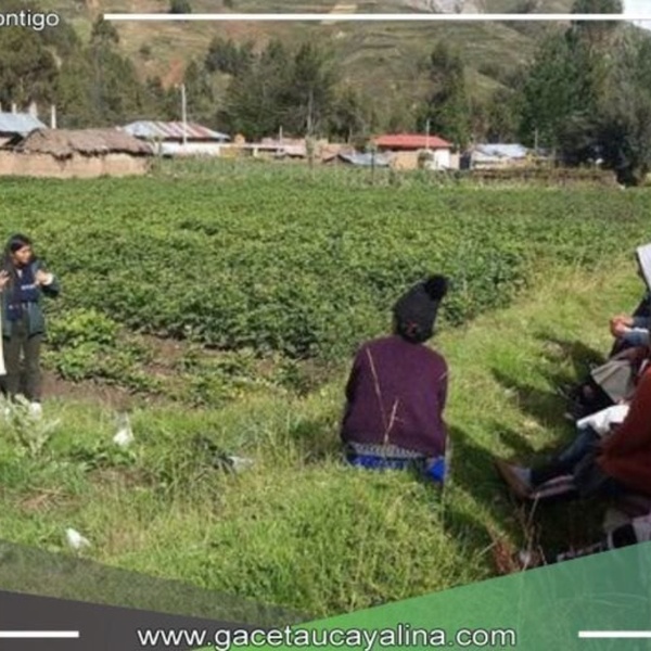 Se capacitan campesinos Llocllapampa para mejorar calidad de papa Canchan y Yungay