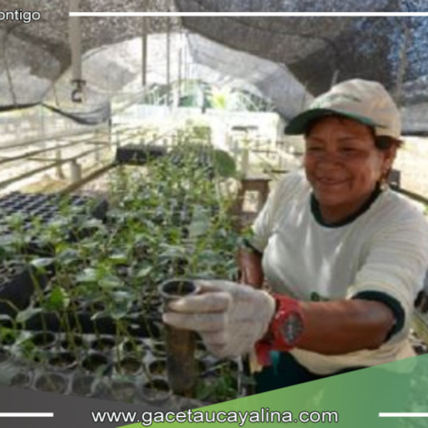 Arranca en Perú el Programa de Incentivos Forestales para impulsar la sostenibilidad y el desarrollo económico en comunidades rurales