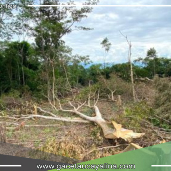 Tala ilegal amenaza la biodiversidad en área protegida de San Martín