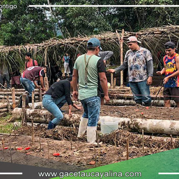 Sembrando Futuros: Proyecto "Cultivos de mi Tierra Atalayina" Beneficia a Comunidades Nativas