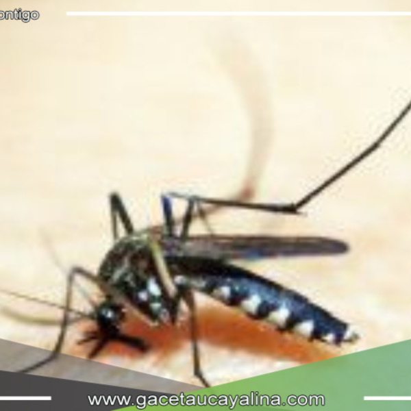 Muere hombre de 55 años por dengue grave en comunidad awajún