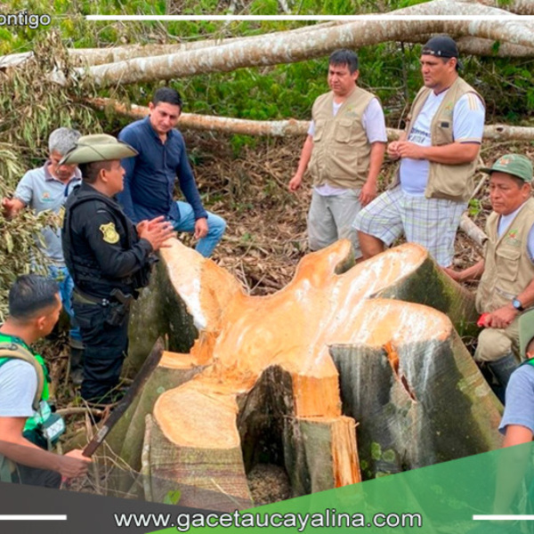 Denuncian Deforestación Ilegal en la Cordillera Escalera de San Martín: Urgente Llamado a la Protección Ambiental
