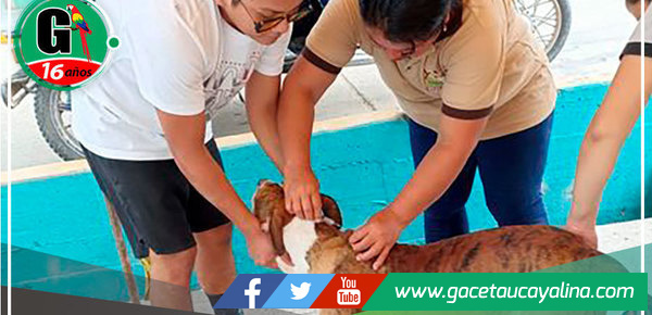 Exitosa campaña de desparasitación y vitaminización de mascotas en Irazola