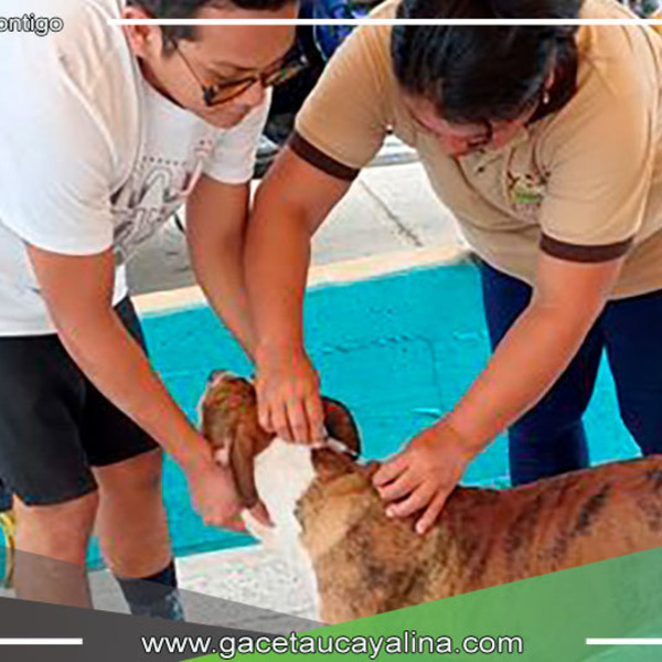 Exitosa campaña de desparasitación y vitaminización de mascotas en Irazola