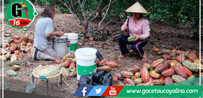 Productores de Campo Verde Mejoran Producción de Cacao con Nueva Tecnología