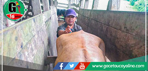 Sepahua Mejora su Actividad Ganadera con Inseminación Artificial