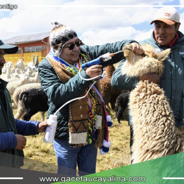 Junín: reparten 1,240 kits veterinarios para salvaguardar a alpacas y ovejas frente a las bajas temperaturas invernales