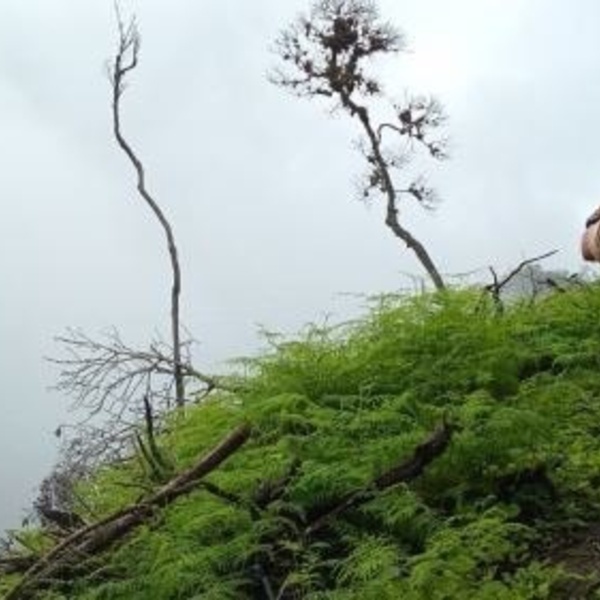 San Martín: Supervisan proceso de repoblación forestal en área dañada por fuego en la Cordillera Escalera