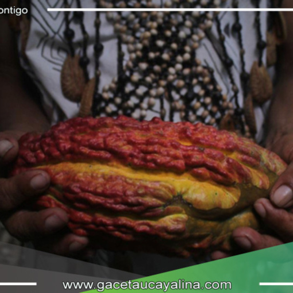 Ucayali: Gobierno regional lanza iniciativa para optimizar la calidad del cacao y aumentar la producción