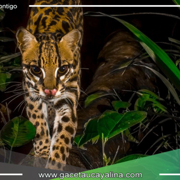 Parque Nacional del Manu celebra 51 años como joya mundial de conservación de biodiversidad