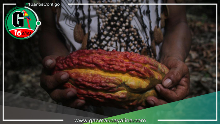 Ucayali: Gobierno regional lanza iniciativa para optimizar la calidad del cacao y aumentar la producción