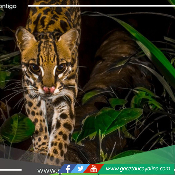 Parque Nacional del Manu celebra 51 años como joya mundial de conservación de biodiversidad
