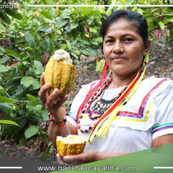 Mujeres indígenas de la selva peruana encuentran oportunidades en el alto precio del cacao