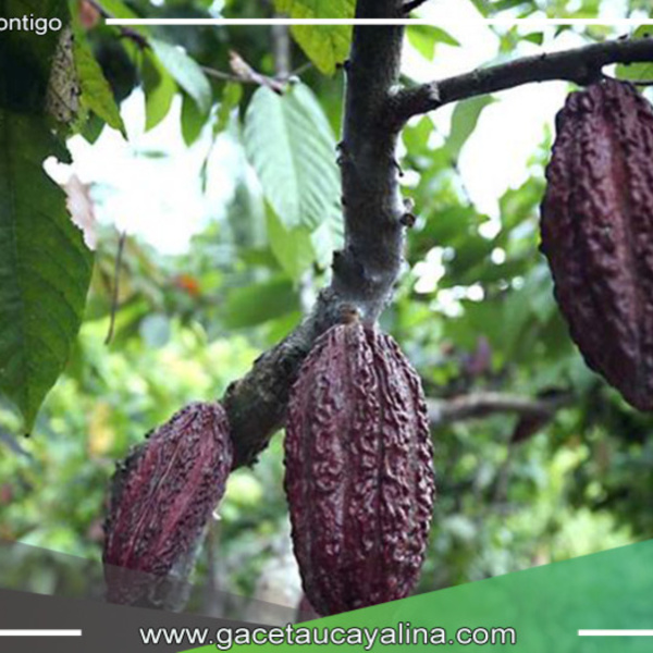  El alto precio del cacao: Una oportunidad para empoderar a las mujeres indígenas en la selva peruana