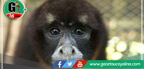 50 años del redescubrimiento del mono choro de cola amarilla en Perú