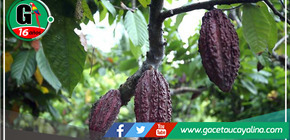  El alto precio del cacao: Una oportunidad para empoderar a las mujeres indígenas en la selva peruana