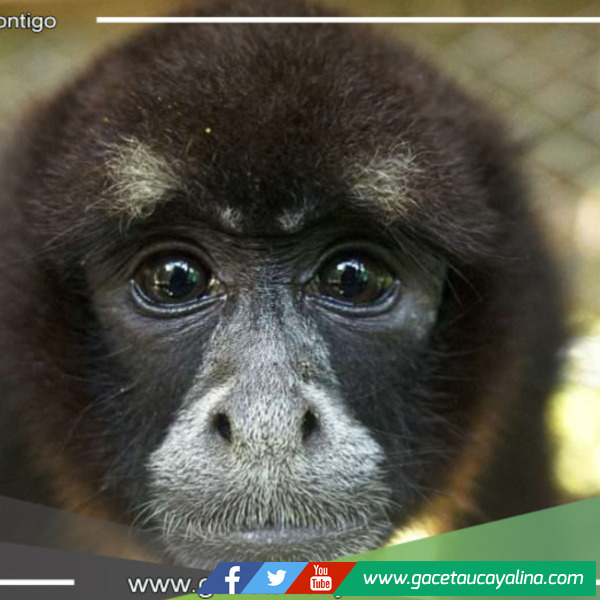50 años del redescubrimiento del mono choro de cola amarilla en Perú