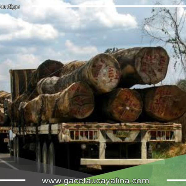 Sentencia condenatoria por tráfico ilegal de madera en Bagua