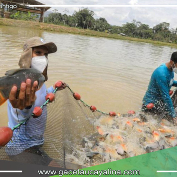 Empoderando la Pesca Sostenible: Entrega de 40,000 Alevinos de Peces Amazónicos a 11 Comunidades Nativas 