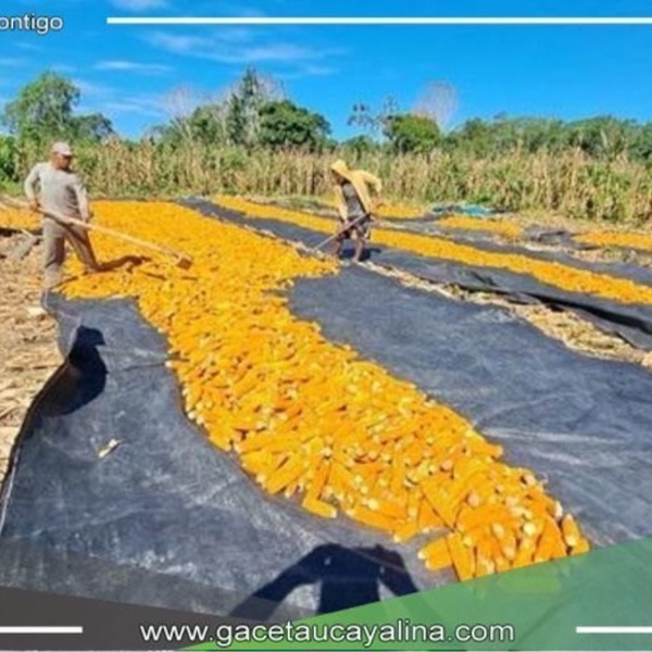 La producción de de semilla de maíz certificadas en Puinahua