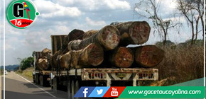 Sentencia condenatoria por tráfico ilegal de madera en Bagua
