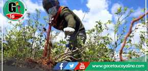 Erradicación de cultivos ilegales en el Alto Huallaga