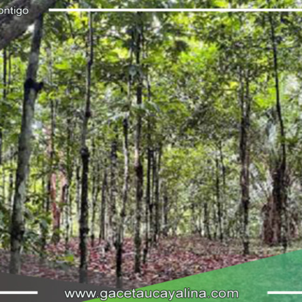 En Madre de Dios se destinarán más de 16 millones de soles para la recuperación de ecosistemas forestales degradados