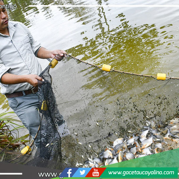 Alcalde de Sepahua coordina acompañamiento técnico para piscicultores del distrito
